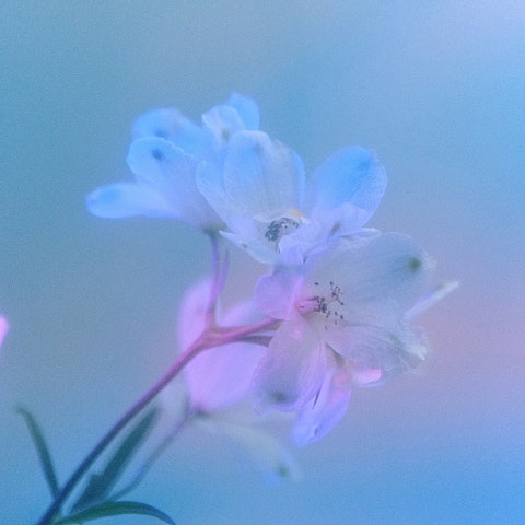 사랑 없이 사는 게 왜 그렇게 어려울까요