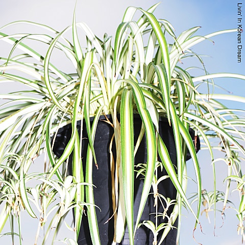 사랑이 너무 헤퍼