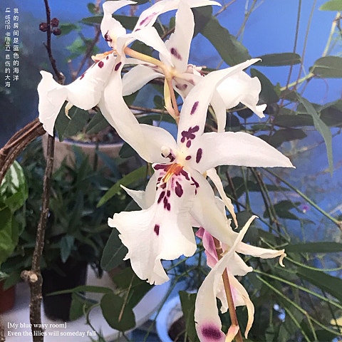 어쩌겠어요 내 맘이 그렇다는데