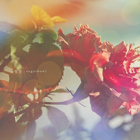 슈가볼 청혼 자켓