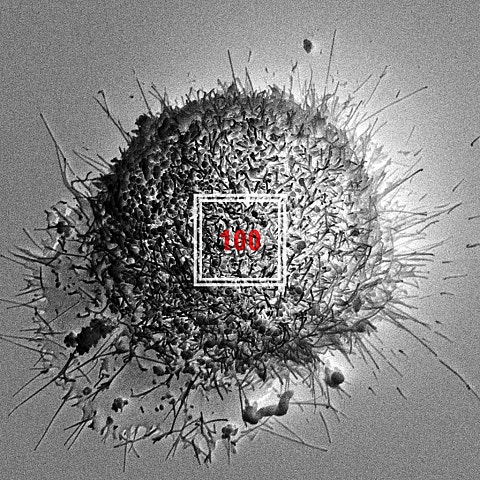 블랙넛 100(Feat.천재노창) 자켓