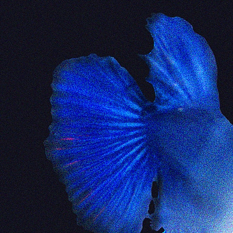 데이먼스 이어 josee! 자켓