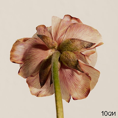 10cm Storage (With Galaxy Fan) 자켓