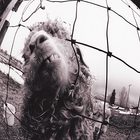 Pearl Jam Animal 자켓