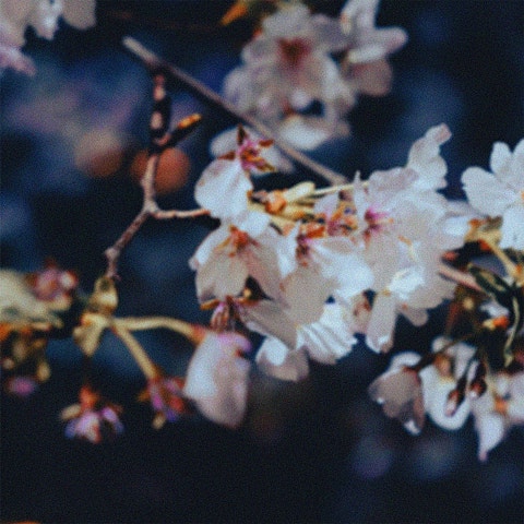 그네, 초이(CHOI) 낙화야행 落花夜行 자켓