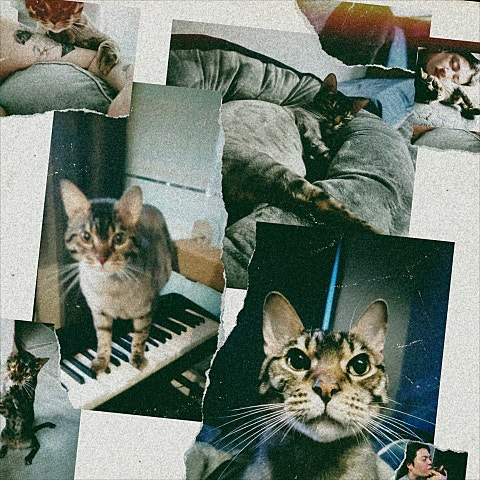 스트레이(The Stray) 별이 된 너에게 자켓