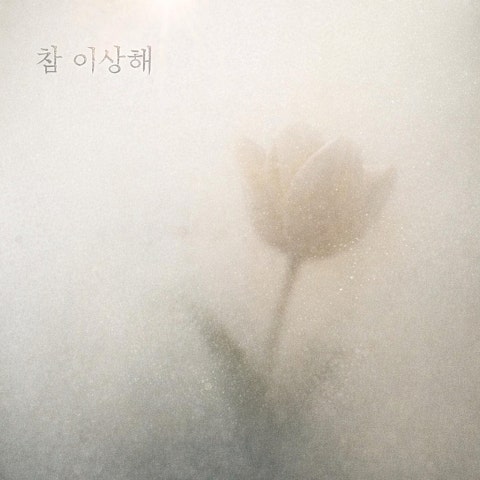 박연 참 이상해 자켓