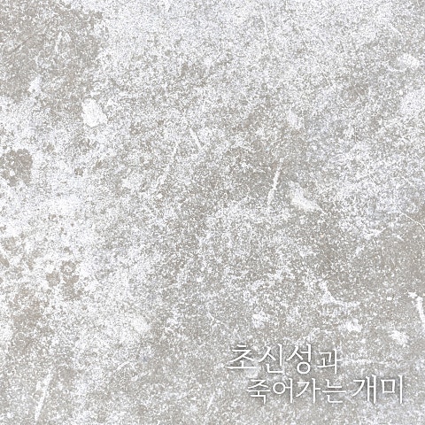 초신성과 죽어가는 개미