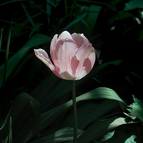 Mingginyu(밍기뉴) 개화 자켓